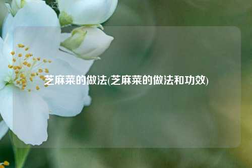 芝麻菜的做法(芝麻菜的做法和功效)